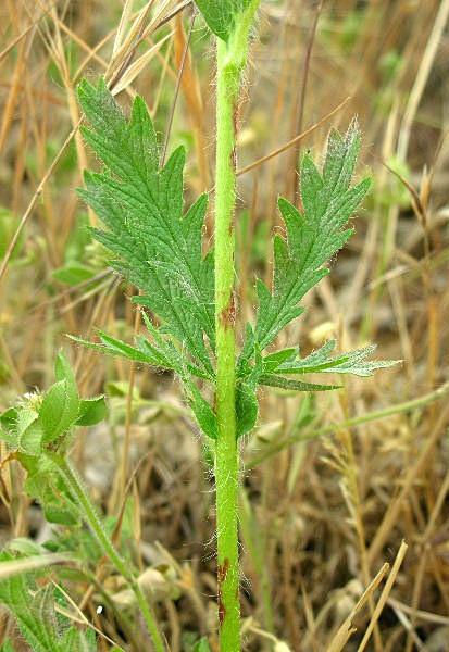 Potentilla recta / Cinquefoglia diritta